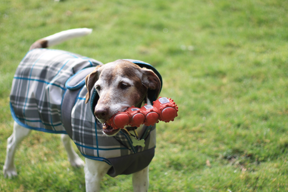 Happy dog playing outdoors in a grassy area, promoting exercise and a healthy lifestyle.