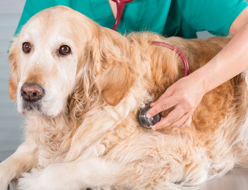 Is Your Pet at Risk? Common Health Issues by Breed