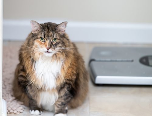 Is My Dog or Cat Actually Overweight, or Just Fluffy?