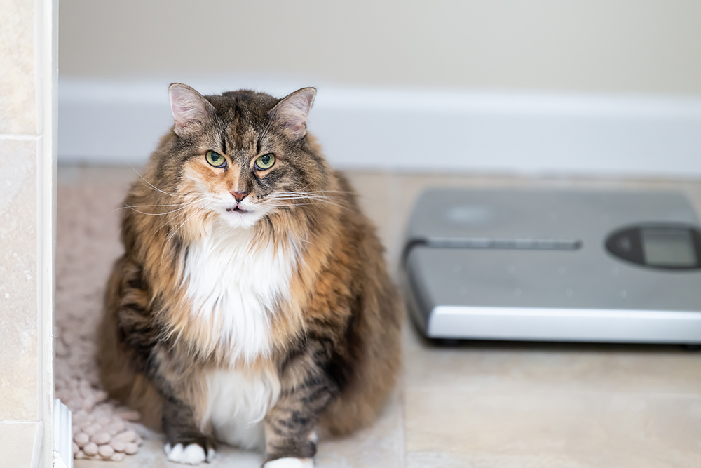 Overweight cat sitting beside a scale, illustrating feline weight management and obesity awareness.