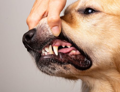 Beyond Brushing: A Guide to Advanced Veterinary Dental Care