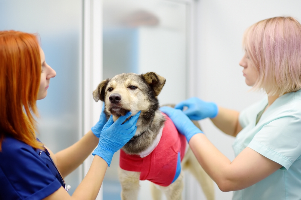 Dog receiving a comprehensive veterinary health assessment, highlighting preventive care, routine examinations, early disease detection, and ongoing pet wellness management.