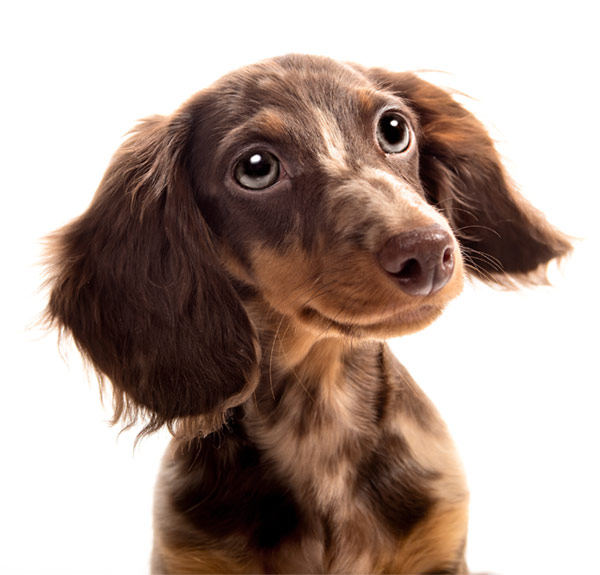 dog_ios