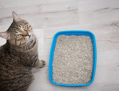Building a Cat-Friendly Home: Setting Up Any Space for a Happy Cat