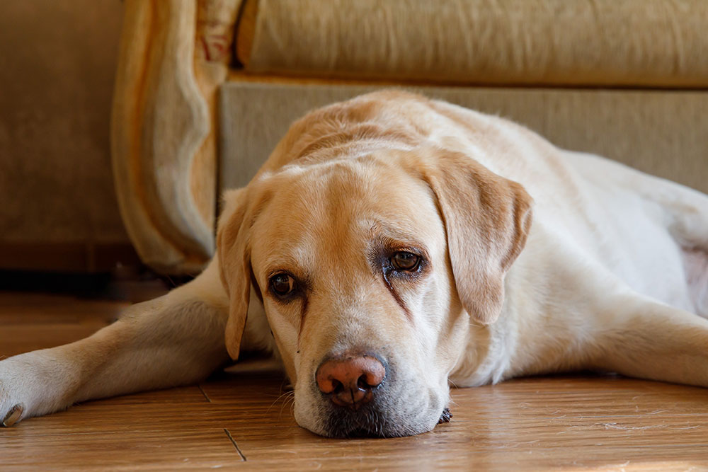 Lethargic dog lying down and resting, highlighting potential signs of illness, pain, dehydration, heat stress, or other health concerns that may require veterinary evaluation.