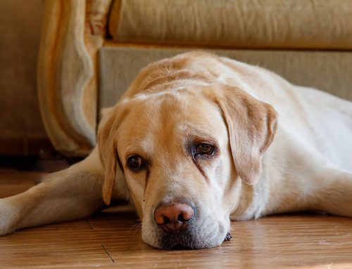 What Are the Early Signs of Immune-Mediated Blood Disease in Pets?