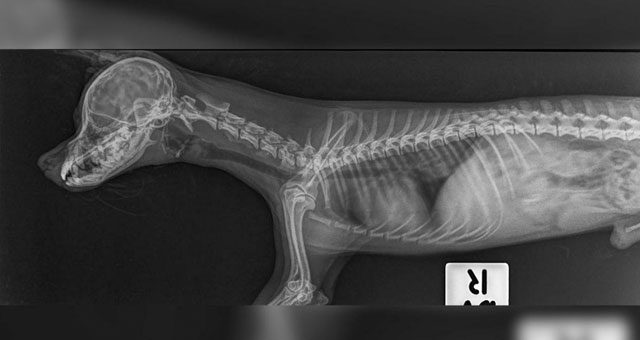 Diagnostic Imaging