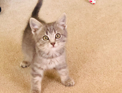 Common Puppy and Kitten Emergencies: Recognizing and Handling Urgent Issues