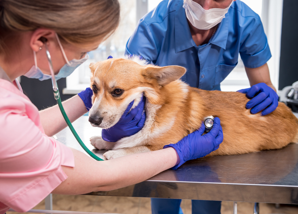 Why is My Veterinarian So Busy? - Liberty
