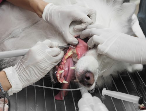 What’s in a Name? Defining the Pet Dental Cleaning