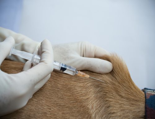 Vaccinations 101: Disease Protection for Your Pet