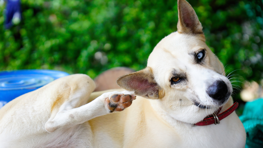 How To Treat Chronic Ear Infection In Dogs