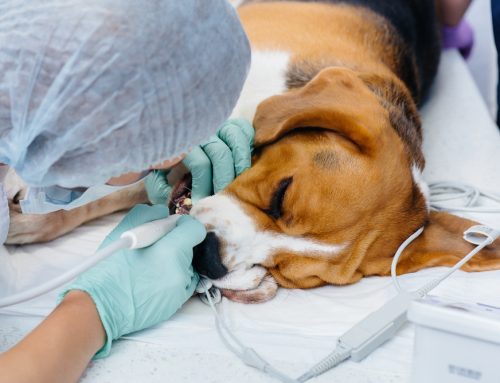 A Pet Owner’s Guide to Veterinary Anesthesia