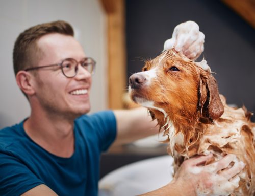 So Fresh and Clean: How to Groom Your Pet At Home