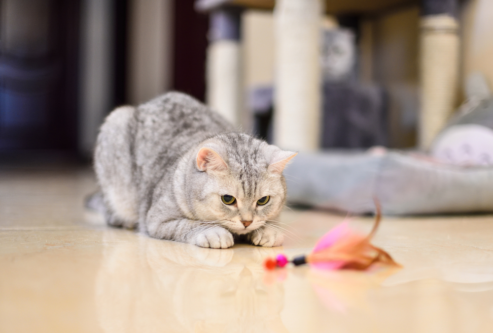 Fight Your Cat's Boredom With Enrichment Toys 