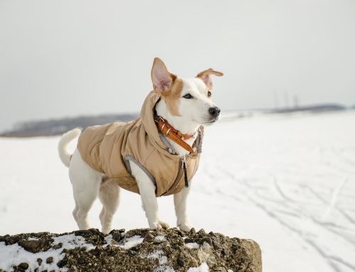 Too Nippy for Skippy: Cold Weather Pet Safety Tips