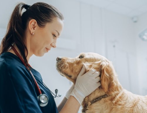 Beyond Physical Health: Unexpected Ways Veterinarians Help Pets