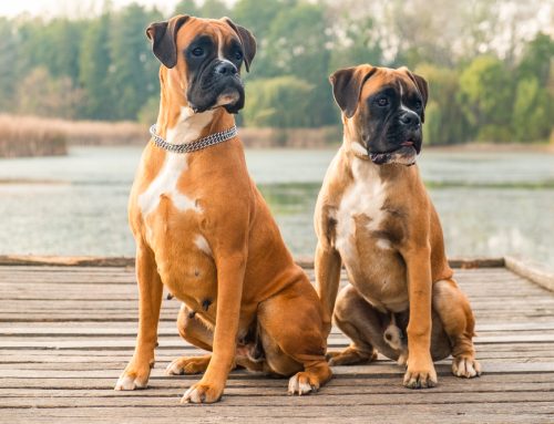 Purebred Pet Problems: Common Breed-Related Health Conditions