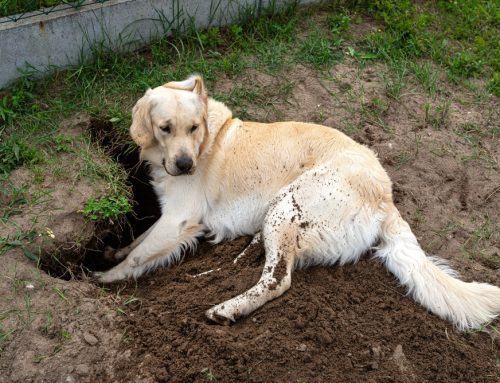 Dishing the Dirt: How Soil Endangers Pets