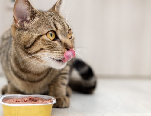 Food Fallacies: Debunking Pet Nutrition Myths