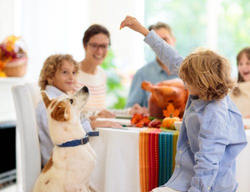 Ensuring Pet Safety During Thanksgiving: Expert Tips from Liberty Veterinary Hospital