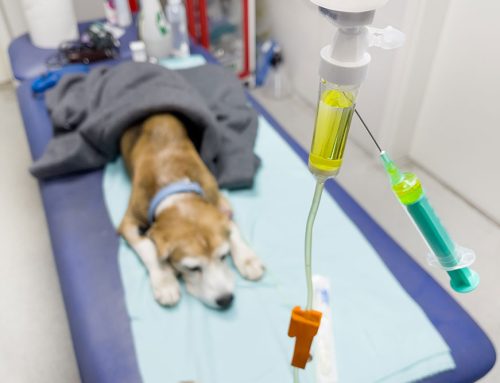 Understanding Pyometra: Essential Emergency Care for Your Pet’s Safety