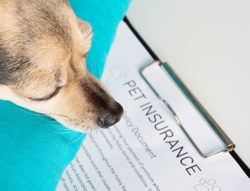 Pet Insurance: Is It Worth It for Your Dog or Cat?