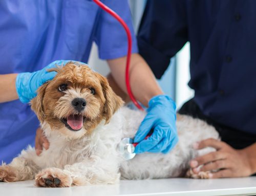 Preventing UTIs in Pets: Tips, Treatment, and When to Seek Care