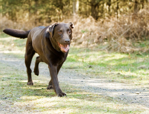 Common Causes of Limping in Pets and How Diagnostics Help