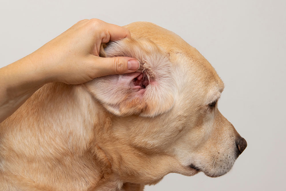 Yellow Lab's ear held up, showing an inflamed and red inner ear canal.