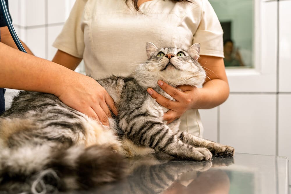 A grey tabby cat receiving a physical examination from a veterinarian and a veterinary technician in a clinic setting.