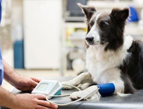 Senior Screening: Blood Pressure, Thyroid, and X-Rays