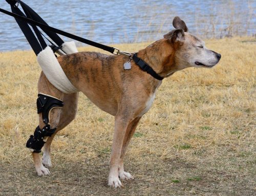 Cranial Cruciate (CCL) Injuries: TPLO vs. Extracapsular Repairs