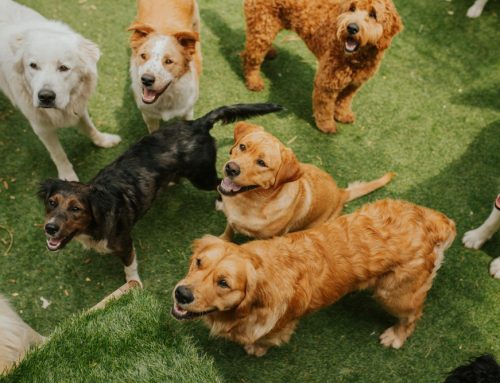 How Long Does It Take to Get a Dog Ready for Daycare?