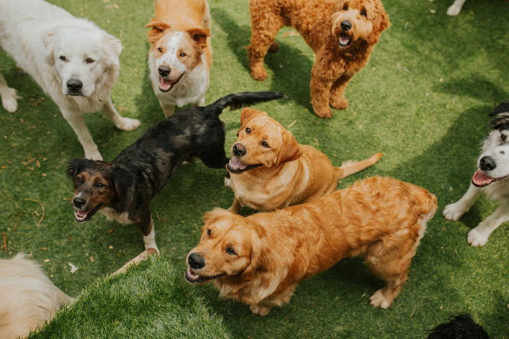 Dogs socializing and playing together during supervised doggy daycare.